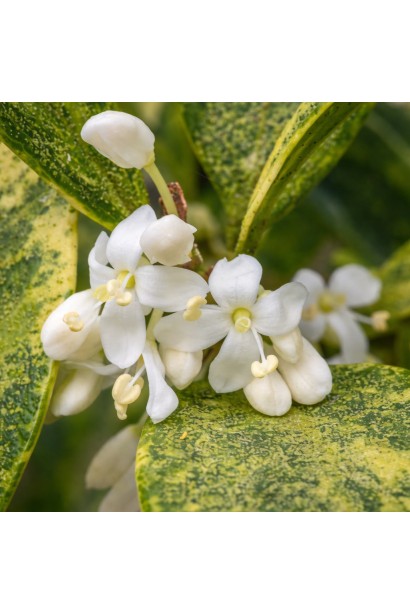 Османтус різнолистий Гошікі квіти